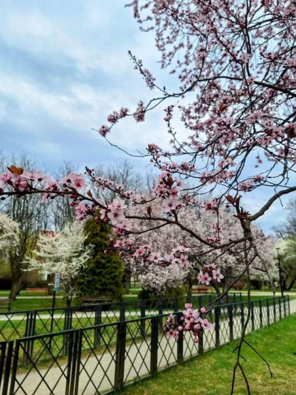 Zielony Białogard zaprasza na weekendowe spacery